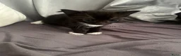 Mixed Breed cats for sale: 3 kittens for sale - Advert 4