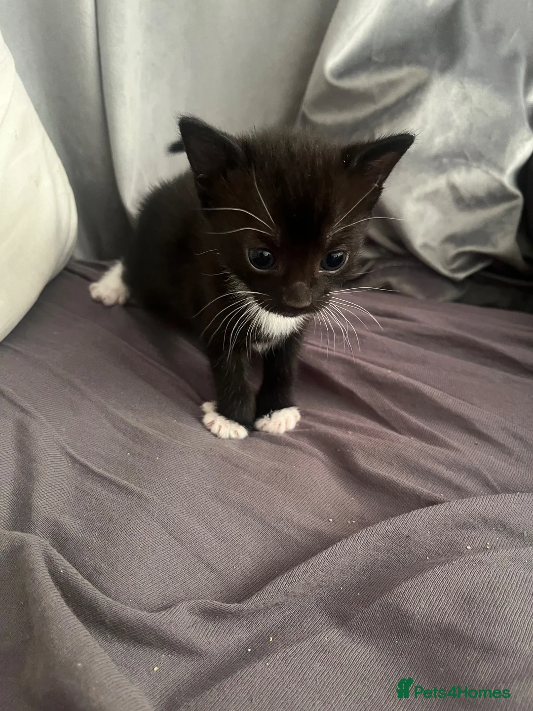 Mixed Breed cats for sale: 3 kittens for sale - Advert 4