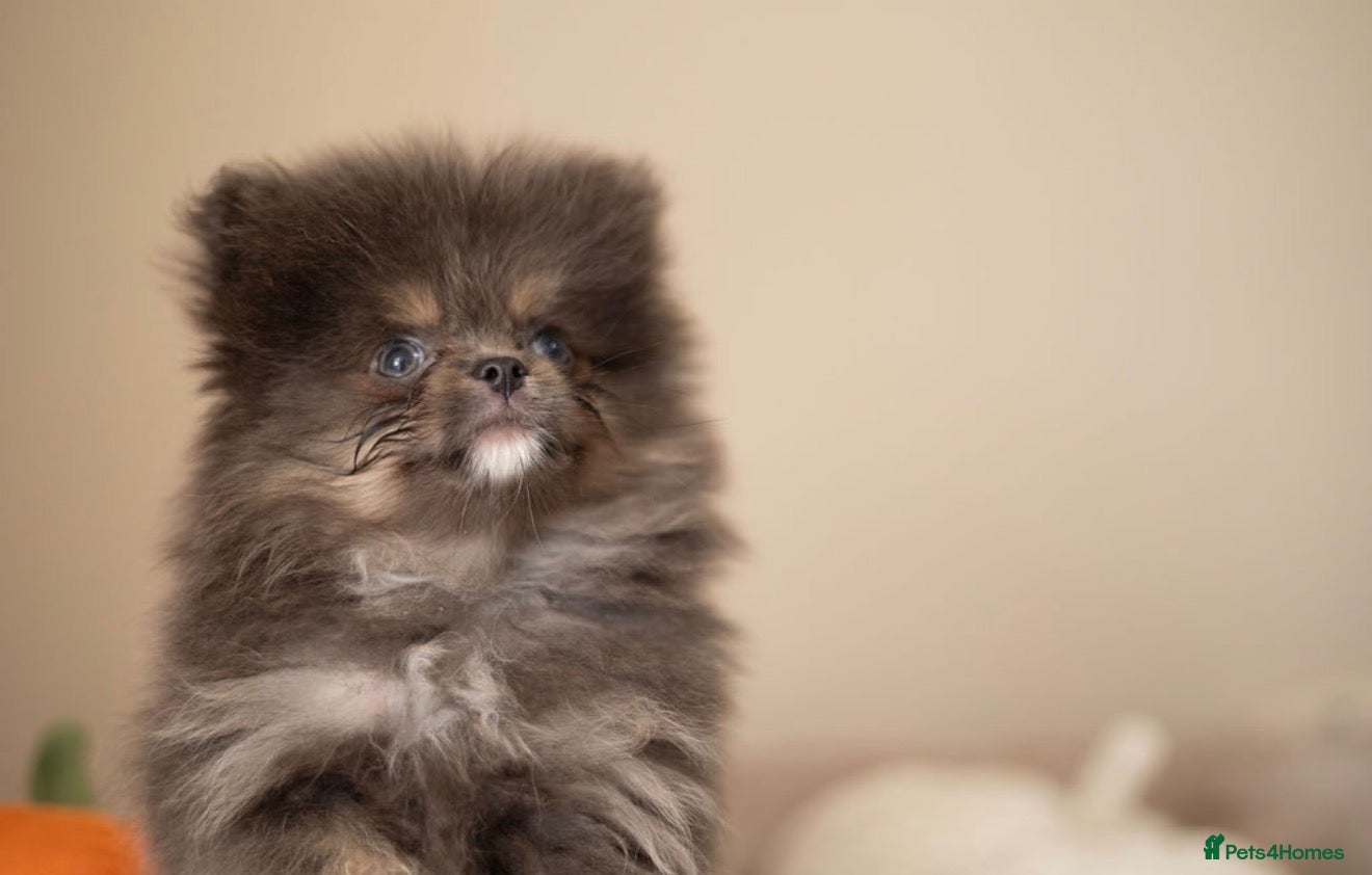 Pomeranian dogs Beautiful boys ready for their new homes  - Advert 5