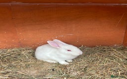 Mixed Breed rabbits for sale: Lovely white rabbit  - Image 3