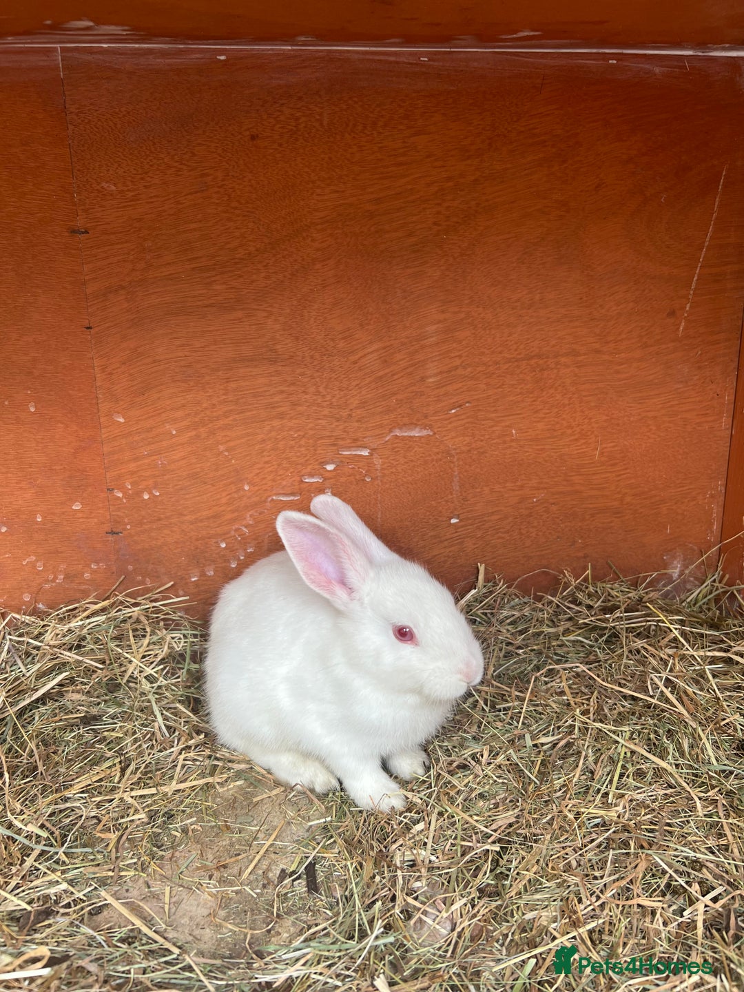 Mixed Breed rabbits for sale: Lovely white rabbit  - Image 3