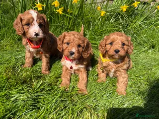 Cavapoo dogs Hypoallergenic F1 type Cavapoo Pups(Dad PRA Clear) - Advert 2