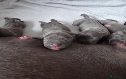 Staffordshire Bull Terrier dogs for sale: Staffordshire Bull Terrier Puppies - Image 2