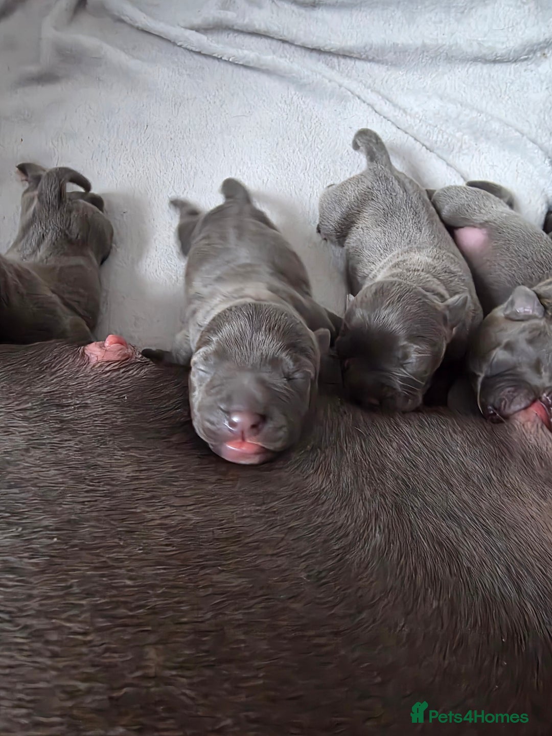 Staffordshire Bull Terrier dogs for sale: Staffordshire Bull Terrier Puppies - Image 2