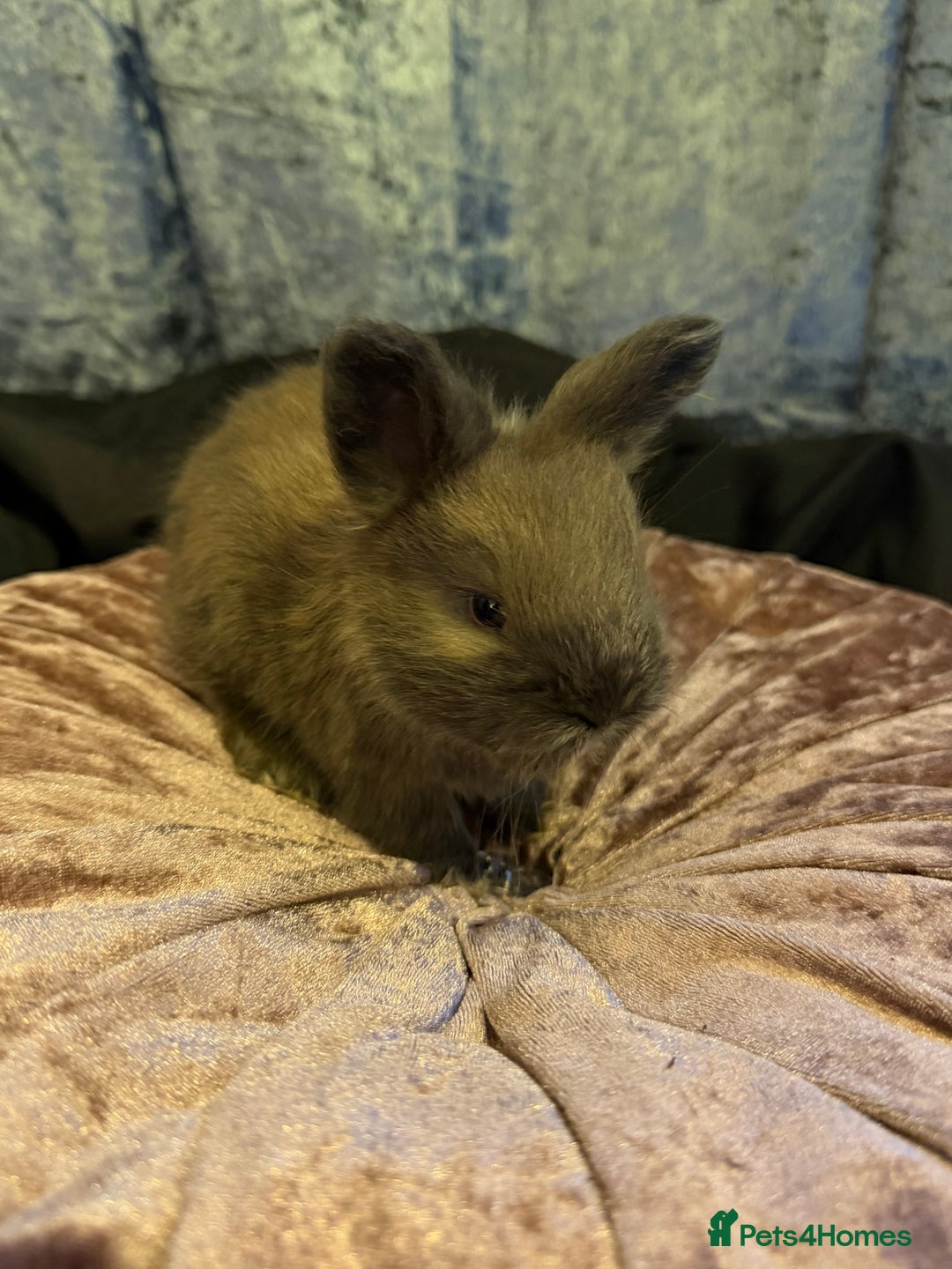 Angora rabbits for sale: Beautiful baby angora rabbits available  - Advert 6