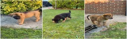 Mixed Breed dogs for sale: 🐾3 GIRLS LEFT🐾 - Advert 1