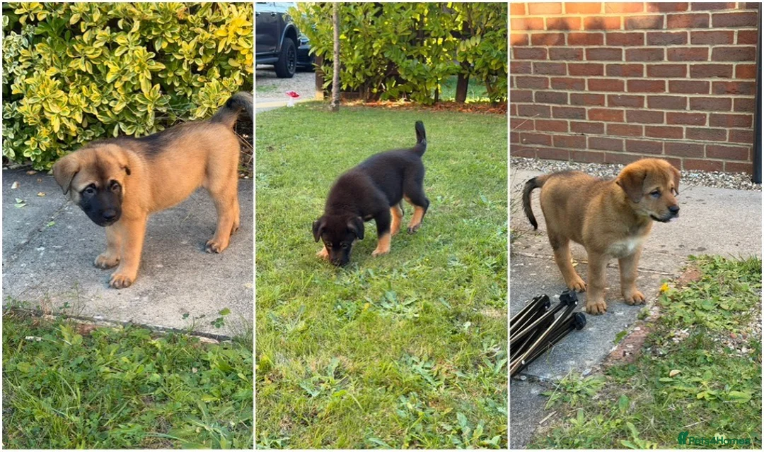 Mixed Breed dogs for sale: 🐾3 GIRLS LEFT🐾 - Advert 1