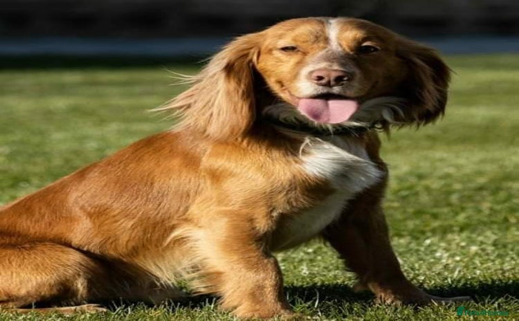 Cocker Spaniel dogs - Advert 2