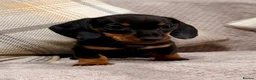 Miniature Dachshund dogs for sale: True to type miniature smooth dachshund puppies - Advert 15