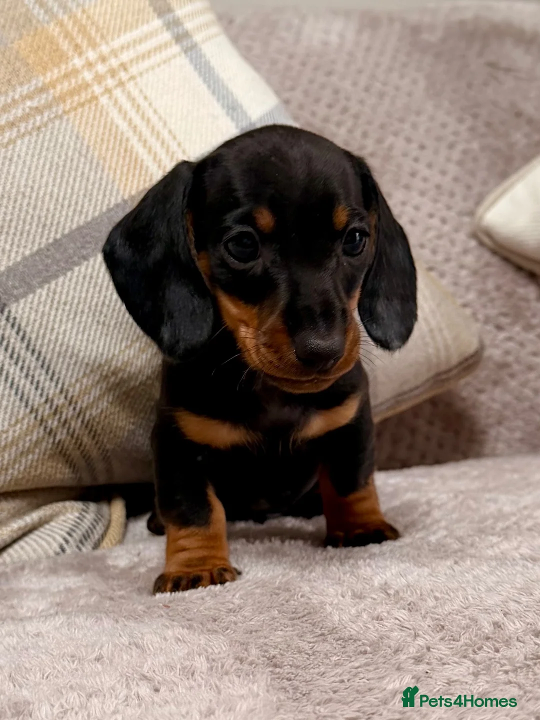 Miniature Dachshund dogs for sale: True to type miniature smooth dachshund puppies - Advert 15