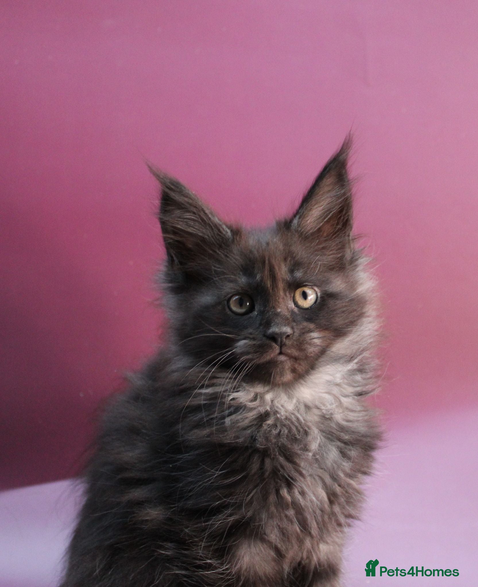 Maine Coon cats 🔥Black & Smoke Maine Coon Kittens🔥 - Advert 1