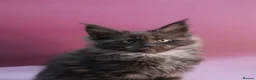 Maine Coon cats for sale: 🔥Black & Smoke Maine Coon Kittens🔥 - Advert 2