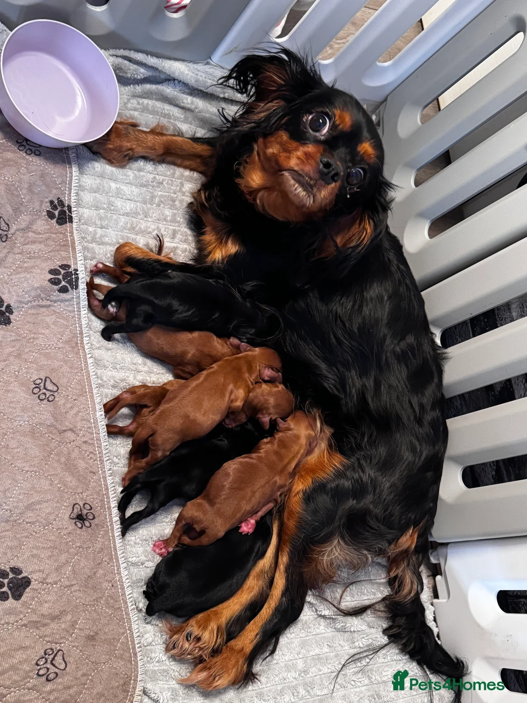 Cavapoo dogs for sale: A stunning litter of 7 little Cavapoo’s - Advert 10