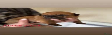 Mixed Breed Puppy 7