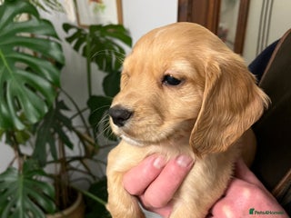 Cocker Spaniel dogs Working Cocker Spaniel Pups - Advert 2