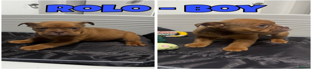 Rolo