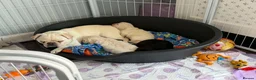 Mixed Breed dogs for sale: Pugladoodle puppies for sale - Advert 3
