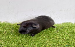 Guinea Pig rodents for sale: Super calm, friendly Guinea pig females  - Image 17