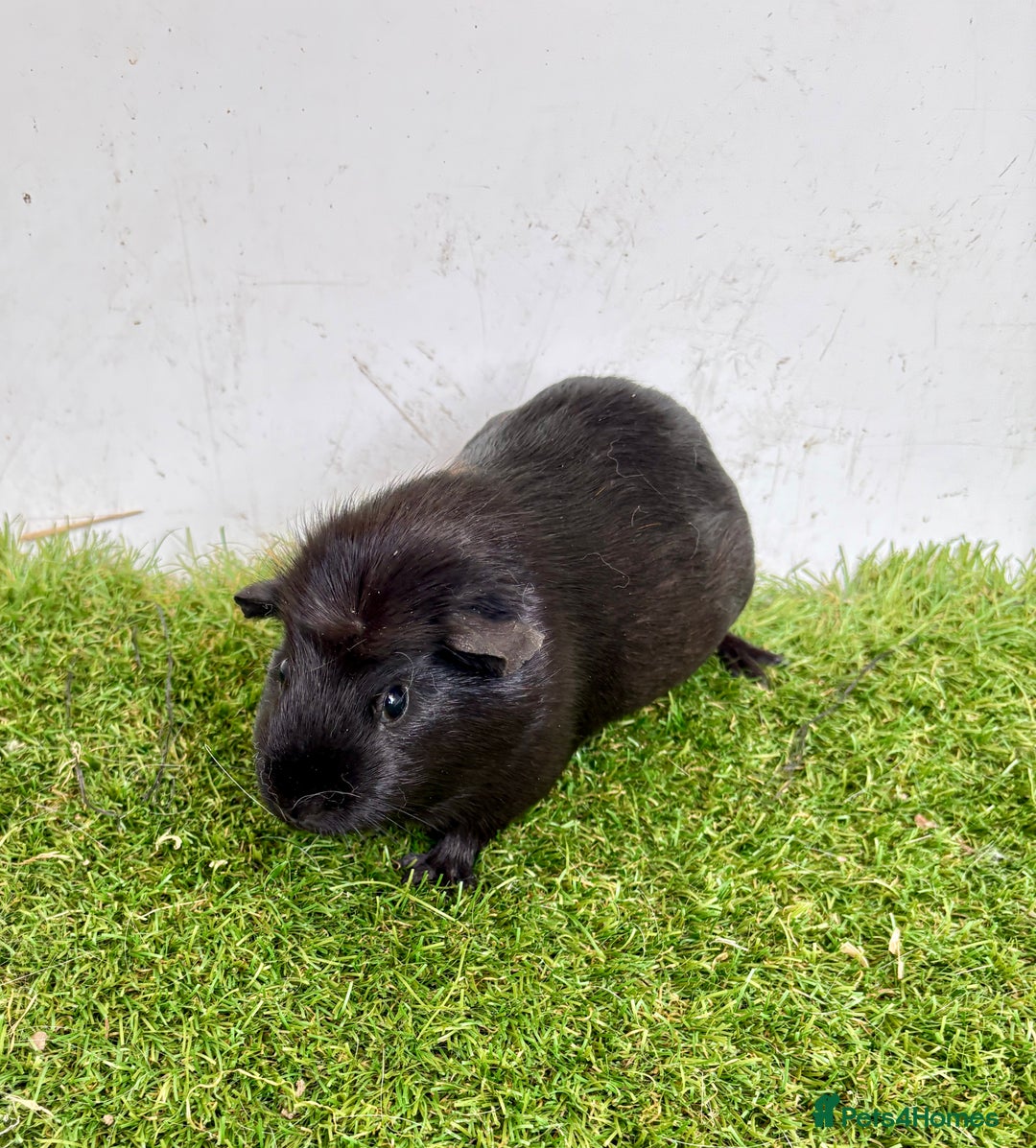 Guinea Pig rodents for sale: Super calm, friendly Guinea pig females  - Image 17