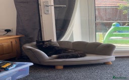 Maine Coon cats for sale: 3 male Maine coon cross kittens - Image 4