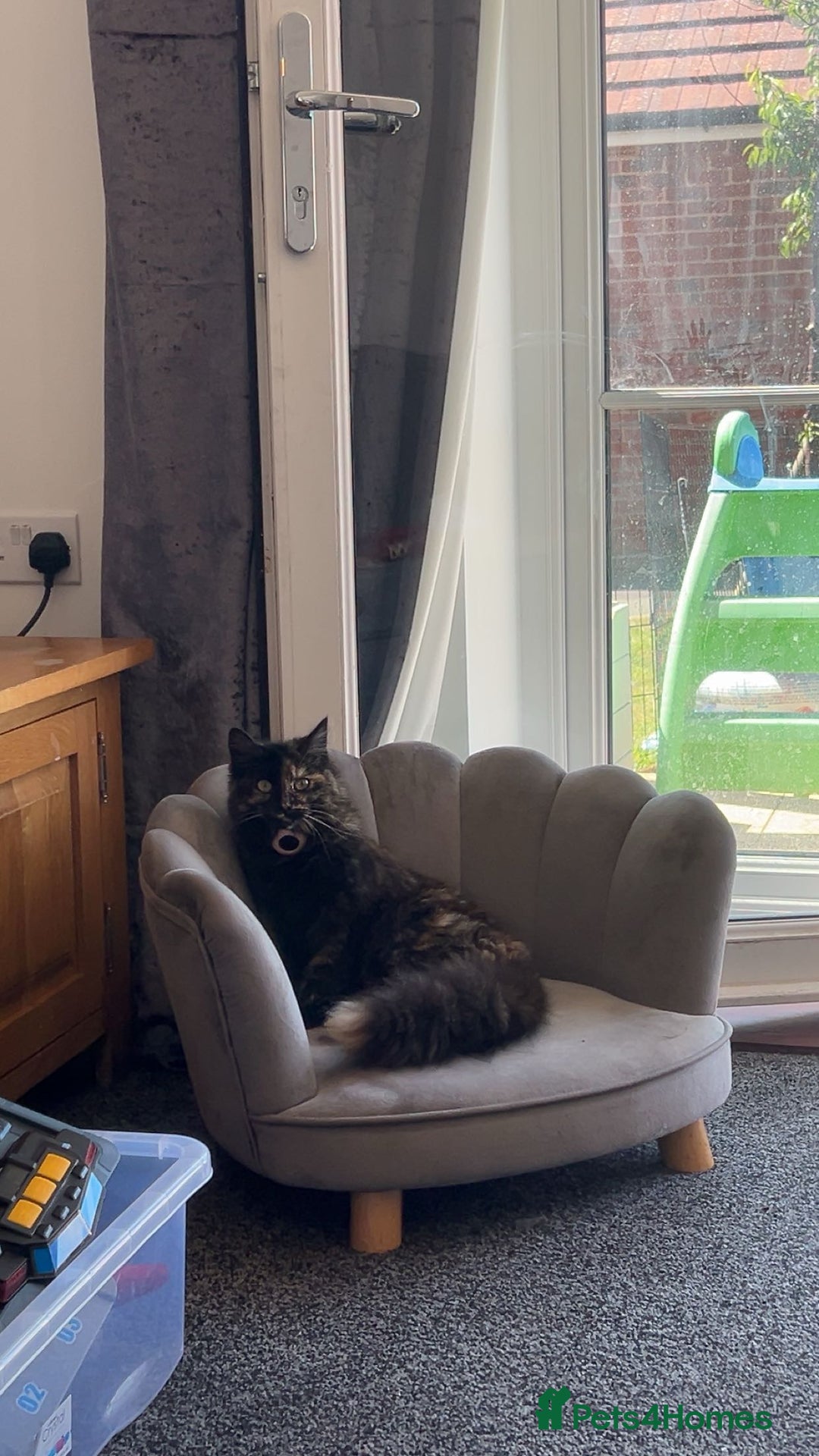 Maine Coon cats for sale: 3 male Maine coon cross kittens - Image 4