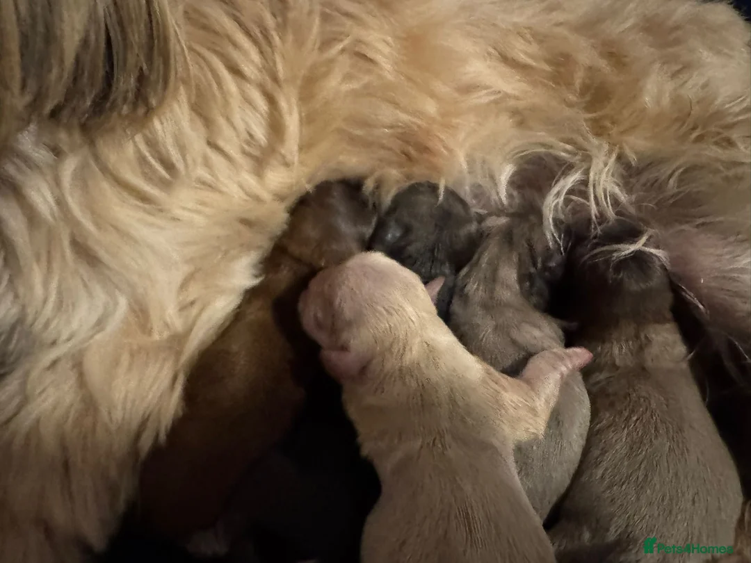 Shih Tzu dogs for stud: Stunning Lavender Dobie Shih Tzu in Motherwell - Advert 9