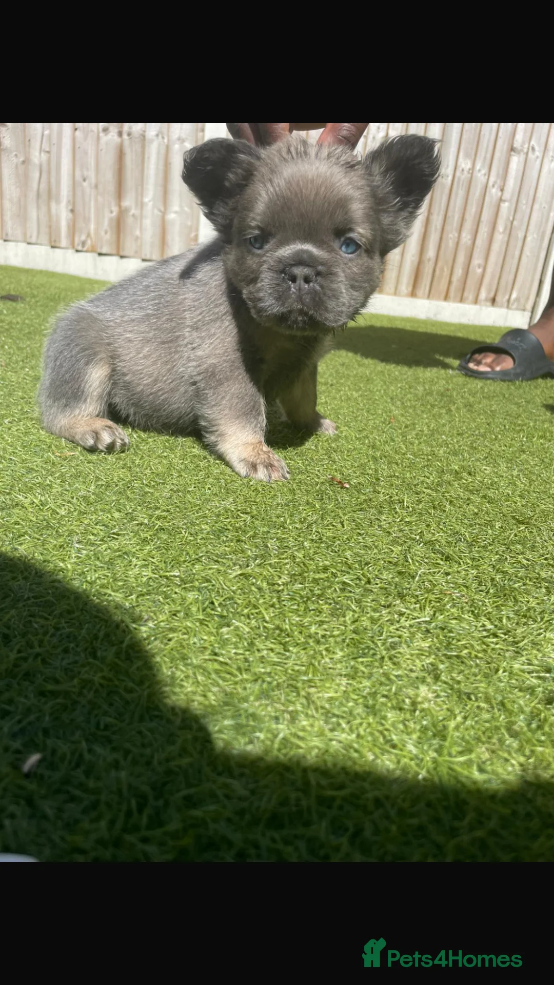 French Bulldog dogs for sale: Long haired French bulldog puppies for sale  in Manchester - Advert 2