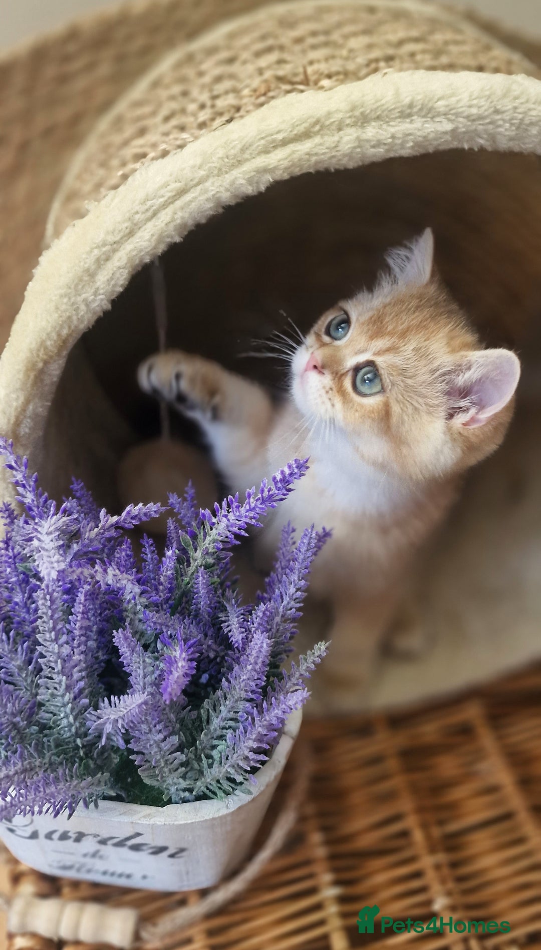British Shorthair cats for sale: GOLDEN BRITISH SHORTHAIR KITTENS TICA  - Image 5