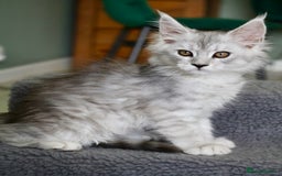 Maine Coon cats for sale: Beautiful Rare Shaded Lines - Image 5