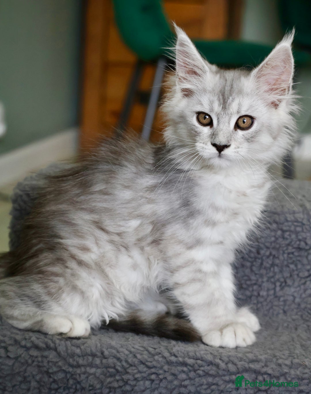 Maine Coon cats for sale: Beautiful Rare Shaded Lines - Image 5