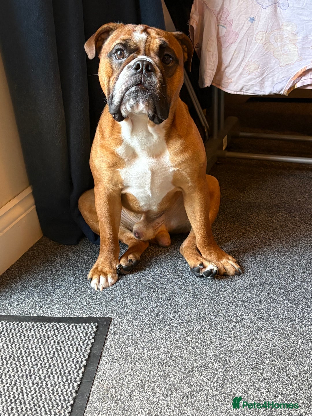 English Bulldog dogs for stud: Traditional standard bulldog for stud  - Image 2