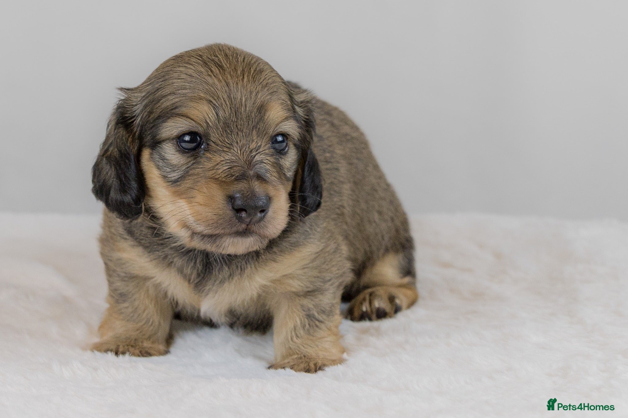 Miniature Dachshund dogs Stunning PRA clear L/H champion pup  - Advert 1