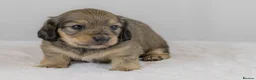 Miniature Dachshund dogs for sale: Stunning PRA clear L/H champion pup  - Advert 1