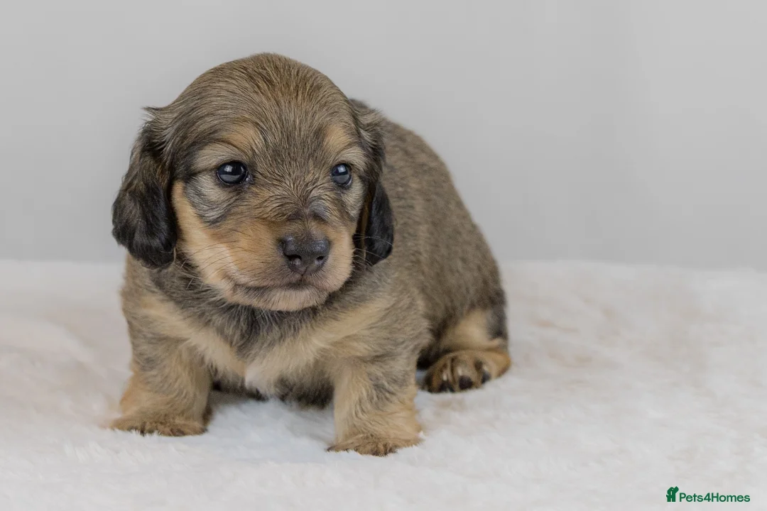 Miniature Dachshund dogs for sale: Stunning PRA clear L/H champion pup  - Advert 1