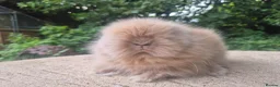 Angora rabbits for sale: ❤️STUNNING IMPORTED PARENTS- TEDDYDWERG BABIES❤️ - Advert 14