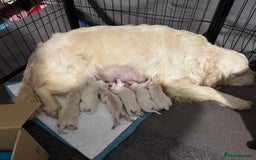 Golden Retriever dogs for sale: Golden retriever puppies - Advert 1