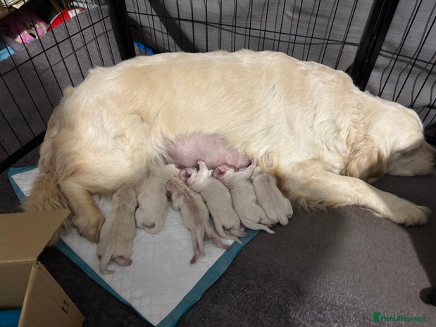 Golden Retriever dogs Golden retriever puppies - Advert 1