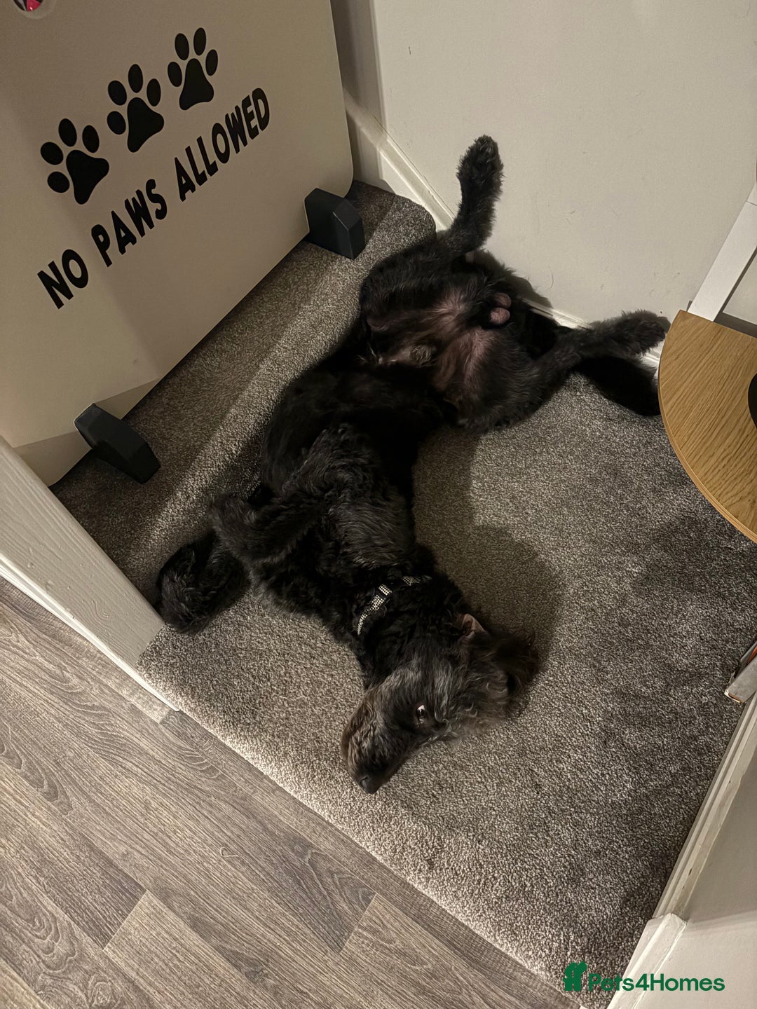 Labradoodle dogs for sale: Rehome due to no fault of his own  - Image 4
