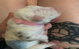 American Bully dogs for sale: 8   day old pocket bully pups  - Image 6