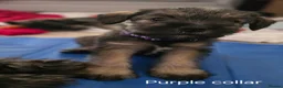 Mixed Breed dogs for sale: Miniature Schnauzer x Border Terrier puppies - Advert 19