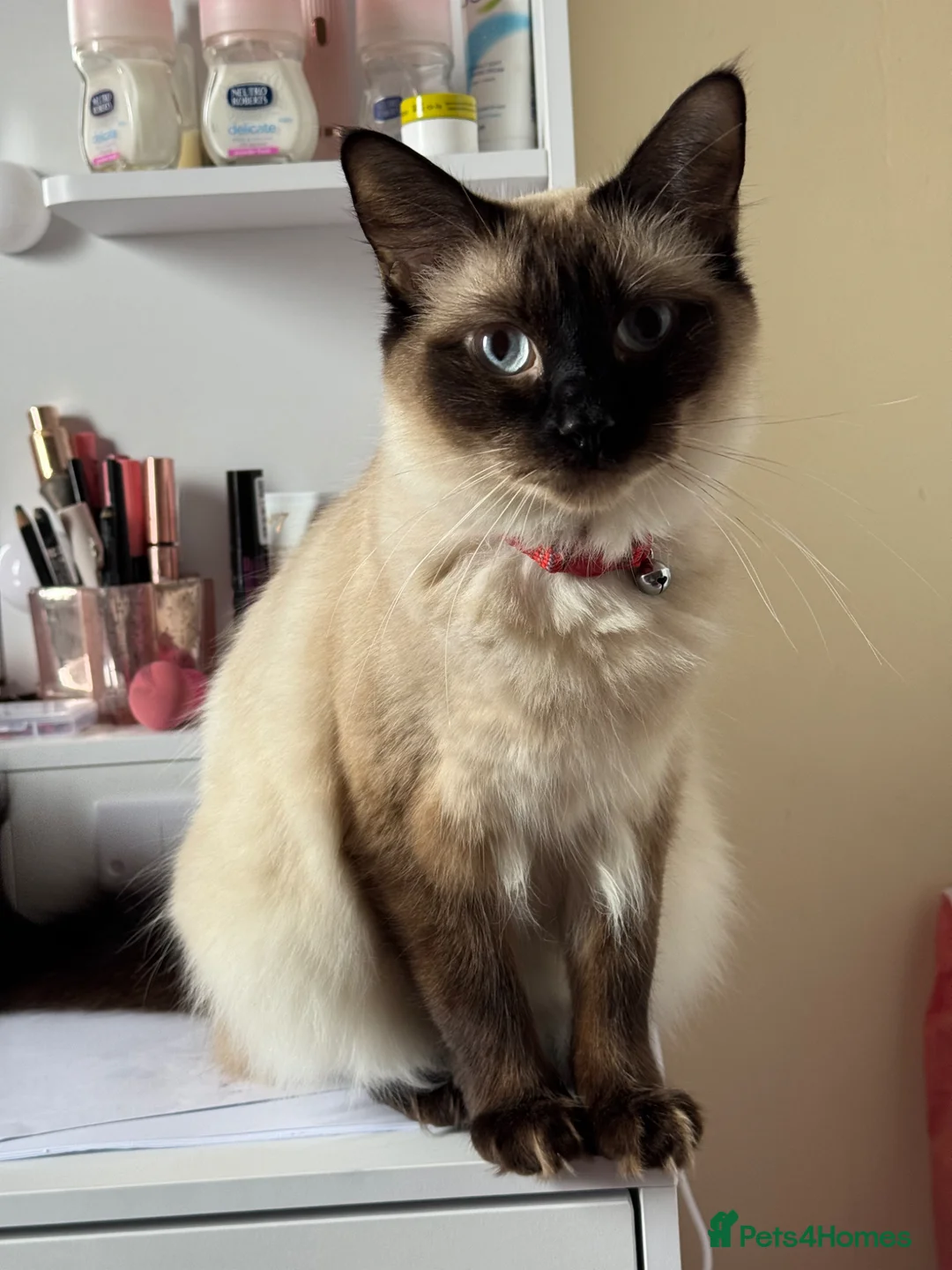 British Shorthair cats for sale: Beautiful kitten, mother Ragdoll - Advert 1