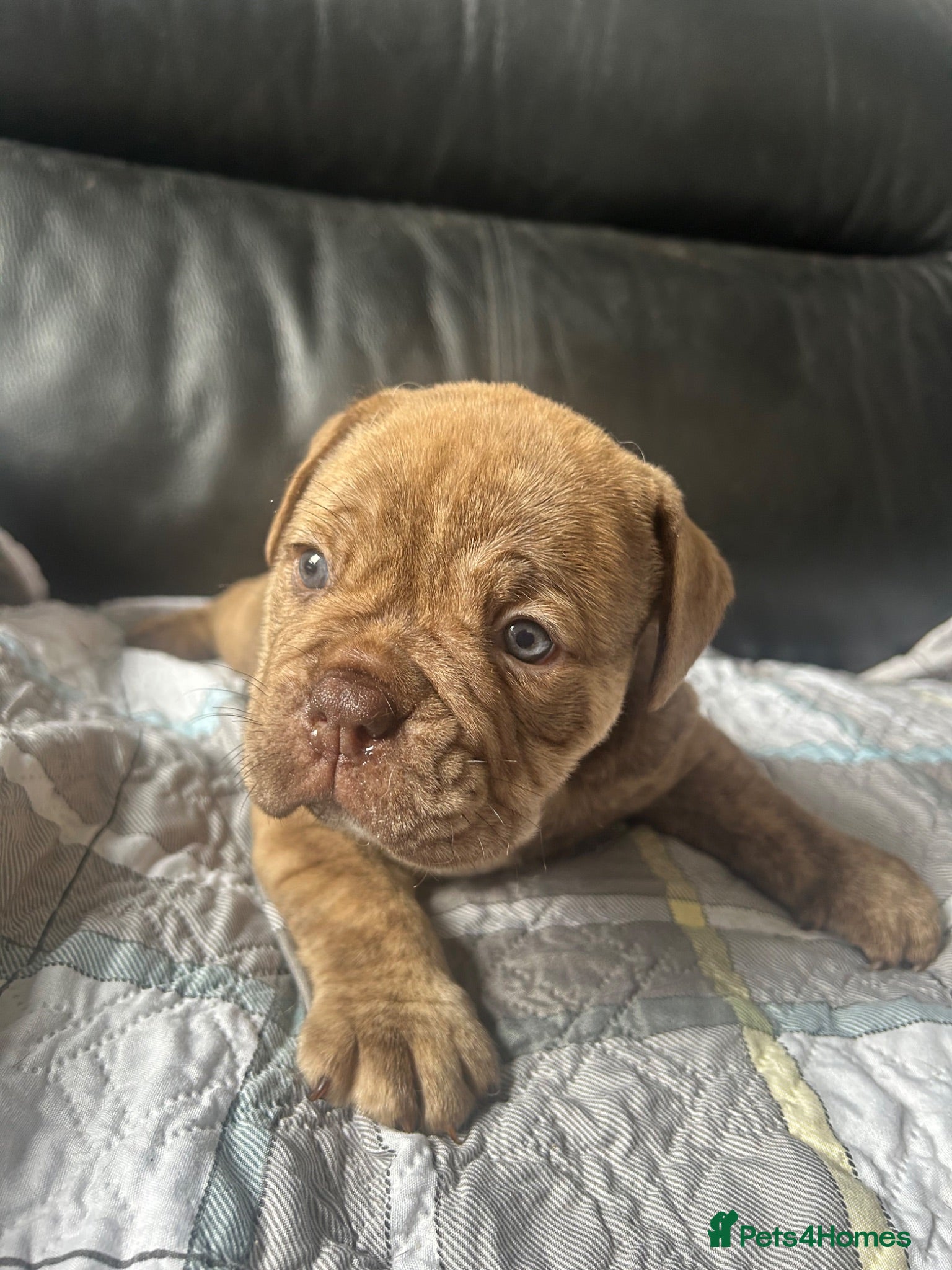 Olde English Bulldogge dogs Absolutely stunning puppy’s  - Advert 1