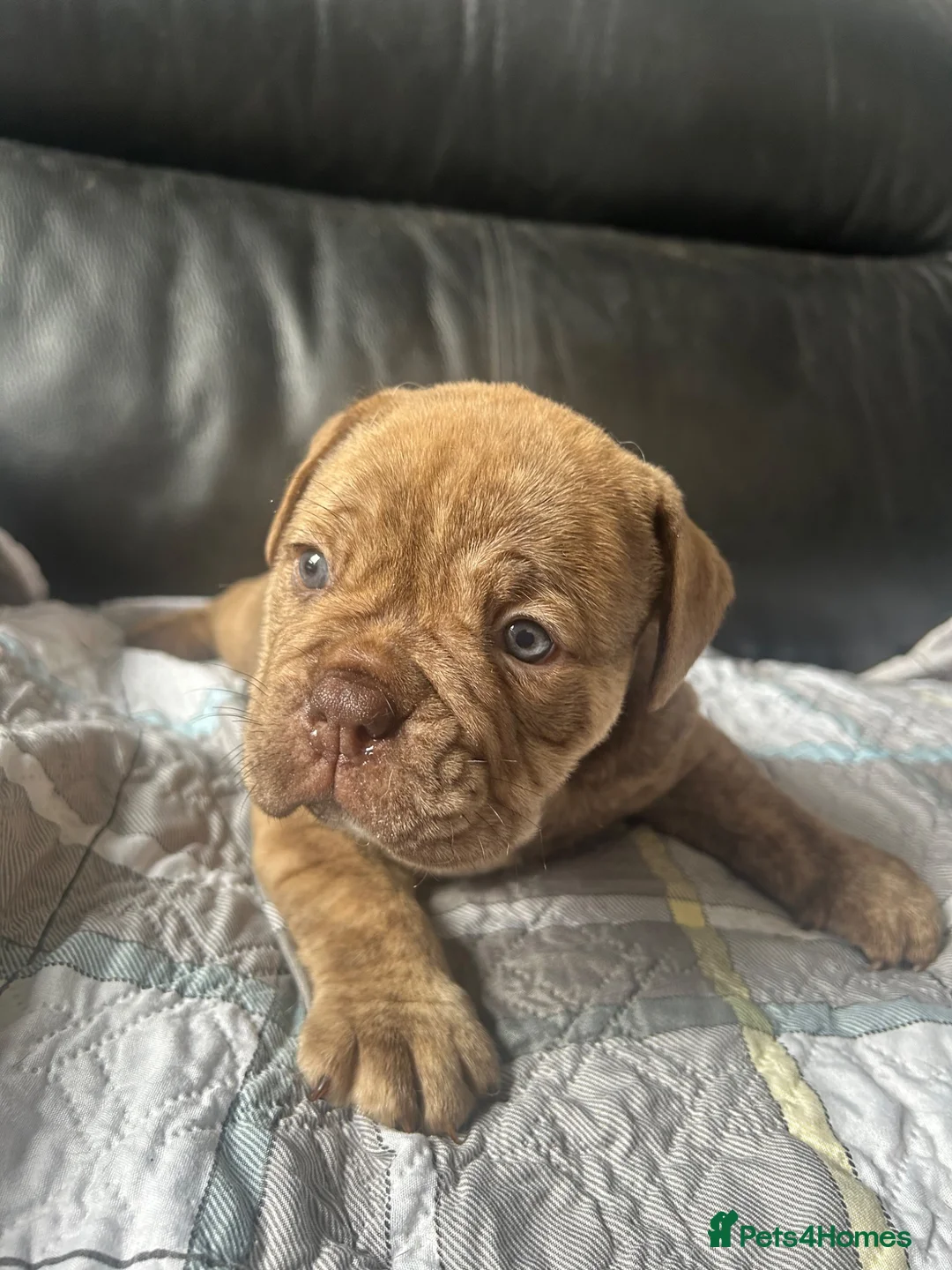 Olde English Bulldogge dogs for sale: Absolutely stunning puppy’s  - Advert 1