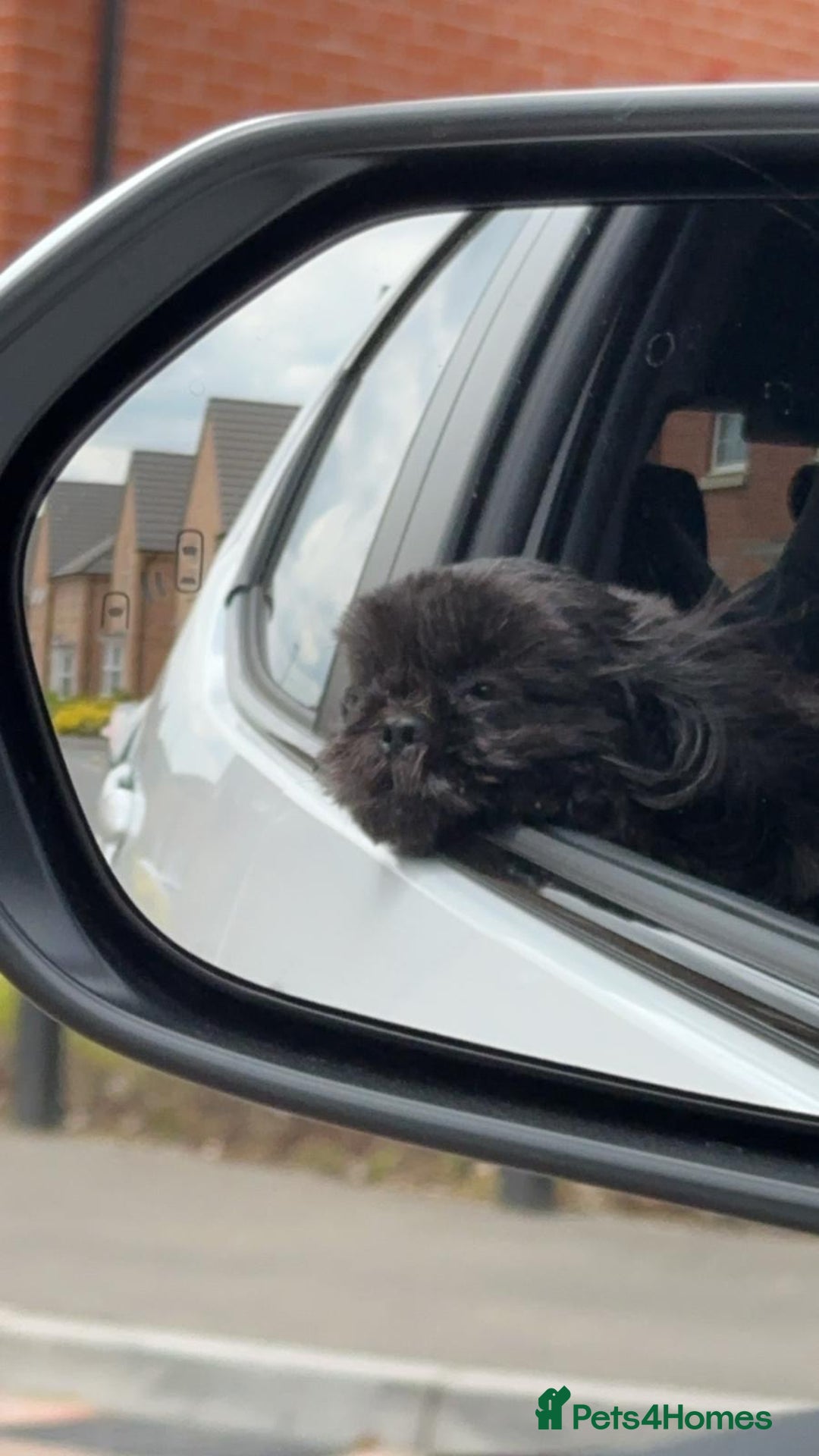 Shih Tzu dogs for sale: Shih Tzu 10 years old dog needing to be rehomed!!  - Advert 6