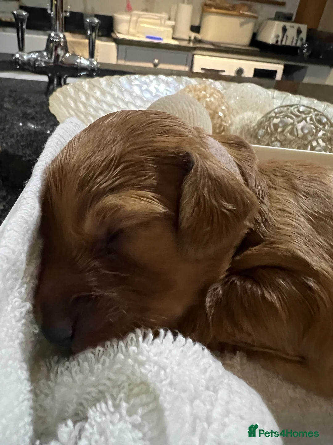 Cockapoo dogs for sale: Gorgeous F1 cockapoos🥰🥰 - Advert 8