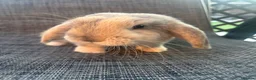 Mini Lop rabbits for sale: Male Mini Lop Bunny  in Middlewich - Advert 1