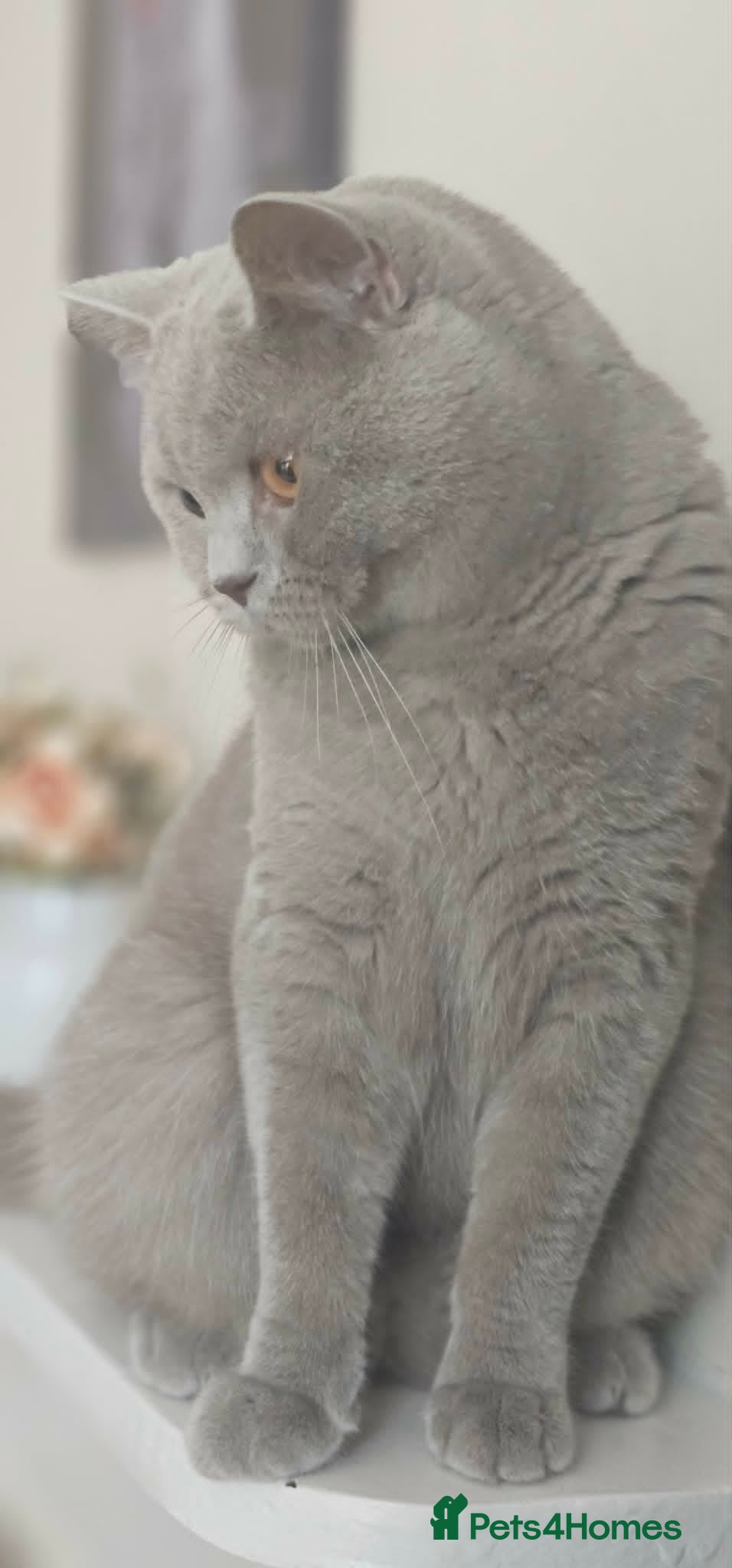 British Shorthair cats British Shorthair STUD - Advert 2