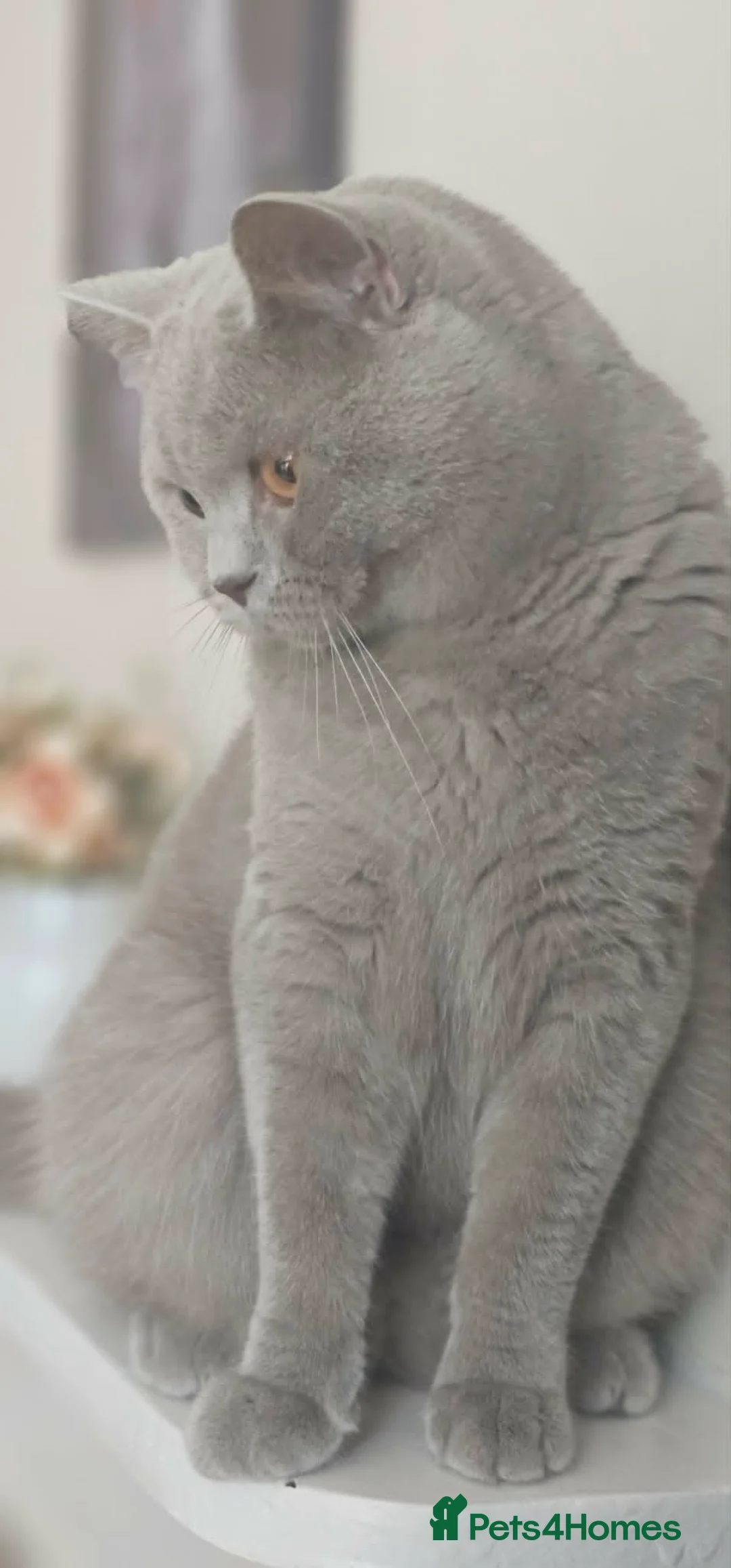 British Shorthair cats for stud: GCCF British Shorthair STUD - Advert 2