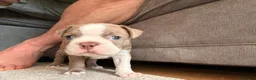 Boston Terrier dogs for sale: 8th Generation KC Reg Boston Terrier Puppies  - Advert 29