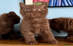 British Shorthair cats for sale: Chocolate and Red British Shorthair and Longhair - Image 20